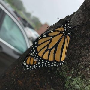 Meet your Posher, Kyla